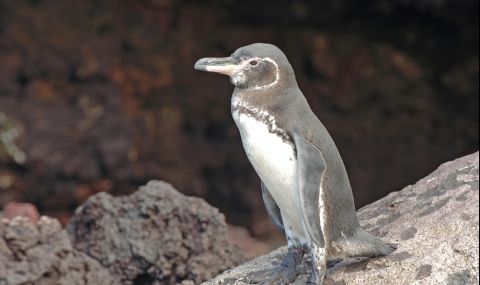 Рядък бял пингвин беше открит на островите Галапагос (СНИМКИ) - 1