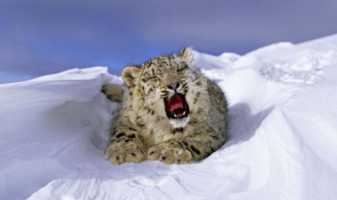 Нова заплаха за снежния леопард свързана с изменението на климата - 1