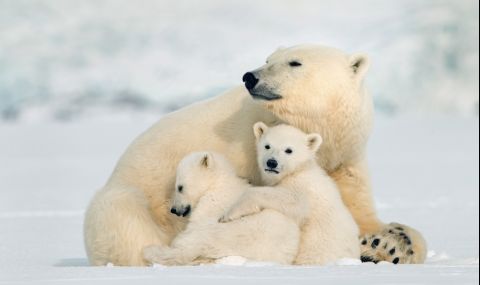 Забелязаха полярна мечка в южната част на Канада - 1