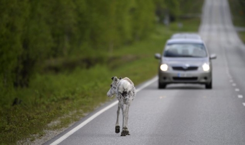 В Швеция масово убиват елени на пътя - 1