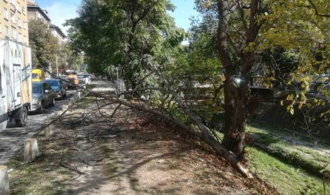 Опасна София: Клон от дърво рухна върху пътно кръстовище и потроши два автомобила - 1