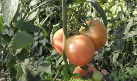 Първо в Кресна: Български краставици и домати излязоха на пазара - 1