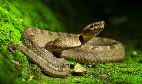 Учени: Змиите могат да изпитват оргазъм - 1