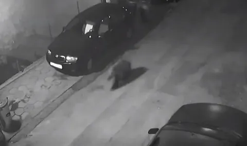 Мече тича по улиците на Благоевград ВИДЕО - 1