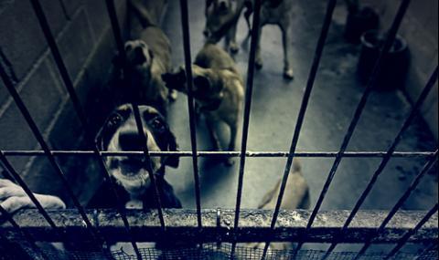 Ветеринар преби куче до смърт в Несебър - 1
