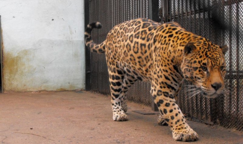 Избягалият ягуар от зоопарка в Ловеч бе убит (Обновена в 18:30) - 1