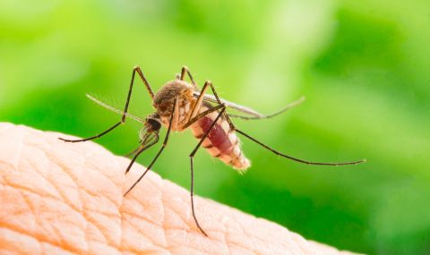 Ухапването от комар предизвиква инфекция на кожата  - 1