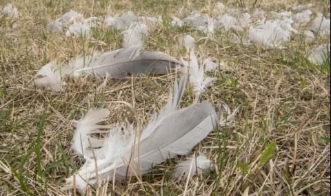 Унищожават патици заради птичи грип в Хасковско - 1
