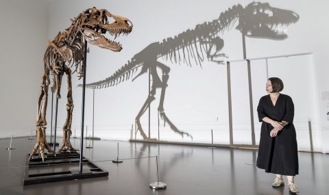 Продадоха скелет на динозавър за 6,1 милиона (СНИМКИ) - 1