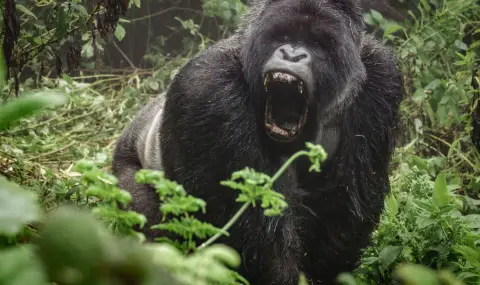 Разярена горила строши защитното стъкло на ограждението си в зоопарка (ВИДЕО) - 1