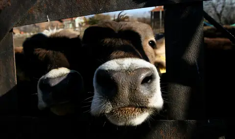 Граждани внасят над 110 000 подписа в Народното събрание с искане за забрана на клетките за телета - 1