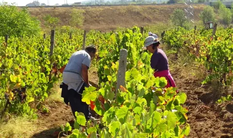 Български инспектори проверяват спазва ли се трудовото законодателство в Гърция - 1