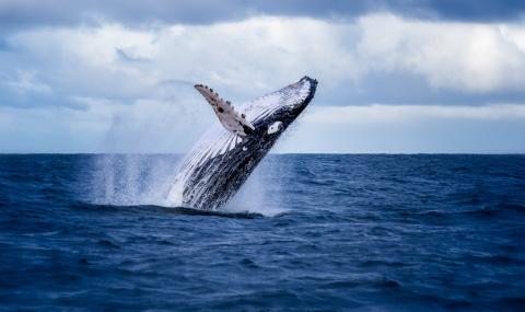 Доброволци избутаха кит обратно във водата - 1