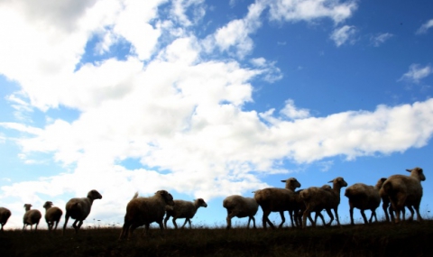 Шофьор прегази 12 овце, пасли в нивата му - 1