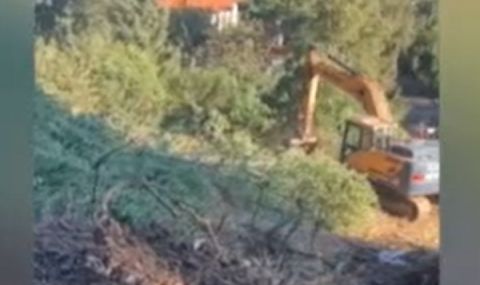 Няма изненадани: Фирма отсече 12 дървета в гора до природен парк "Витоша" без да има разрешение  - 1