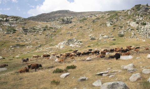 Еколози настояват за спиране на субсидиите за паша в националните паркове - 1