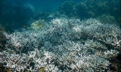 Най-големият коралов риф в Япония умира - 1