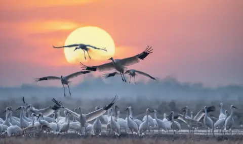 Телата на над 1000 жерава, загинали от птичи грип, бяха открити край Берлин - 1