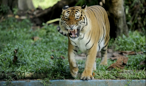 Тигър разкъса посетител в китайски зоопарк - 1