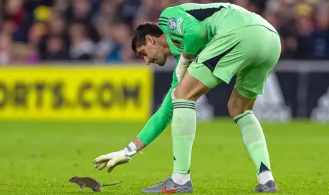 Плъх избяга на Тибо Куртоа по време на Уелс - Белгия (ВИДЕО) - 1