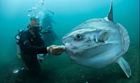 Рибари заловиха гигантска риба с рекордни размери - 1