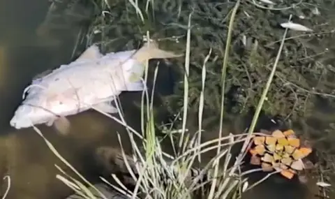 Отровно водорасло уби рибата в полския участък на река Одер - 1