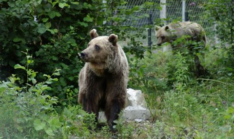 Разхлаждат мечките в Белица с плодов сладолед (СНИМКА+ВИДЕО) - 1