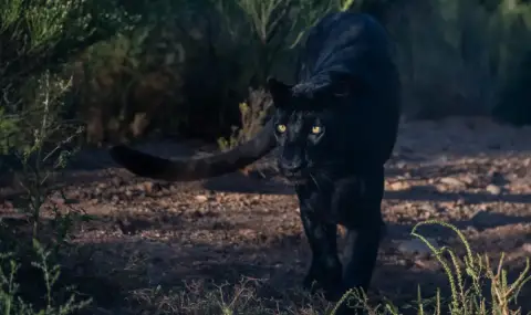 Черният хищник се завърна, но не е в Шумен - 1