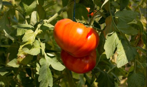 2 разтвора за месести и едри домати - 1