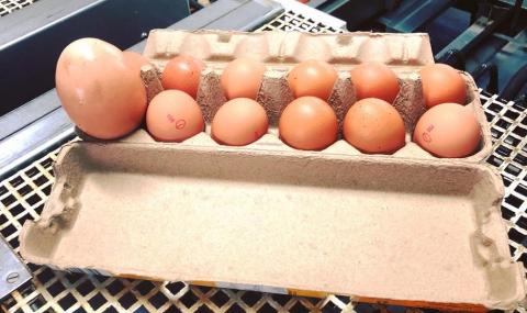 Фермер намери огромно кокоше яйце, в което имаше нещо много странно (ВИДЕО) - 1