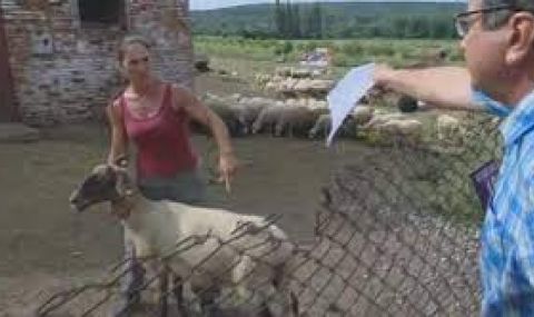Окончателно: Не е имало чума в овцефермата на Ана Петрова от Болярово - 1