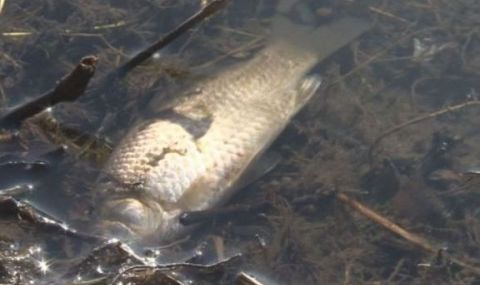 Умряла риба в река Ахелой притесни местните - 1
