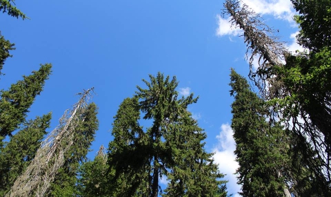 Дървета на 200 г. опазва резерват „Шабаница“ - 1