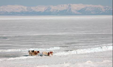 "Снежни" крави пътуват под Казахстан (ВИДЕО) - 1