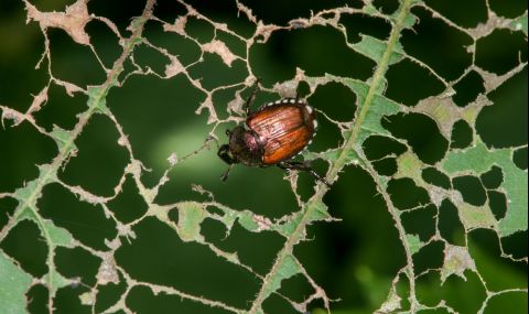 Франция предупреди за нашествие на японски бръмбар - 1