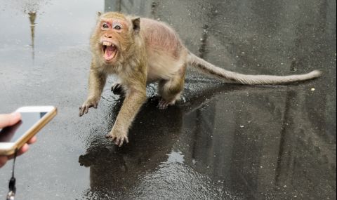 Една от маймуните натрапници в Япония беше заловена и убита - 1