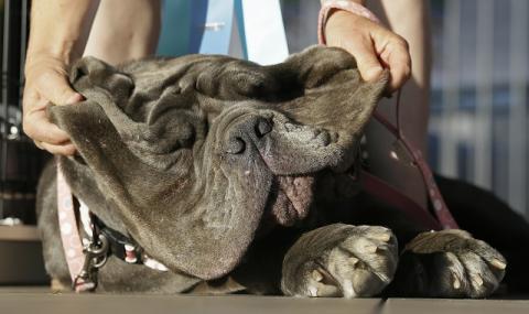 Запознайте се с най-грозното куче на света (ВИДЕО+СНИМКИ) - 1