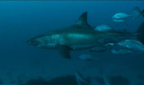 15-годишно момиче беше убито от акули, докато плува край френски остров - 1