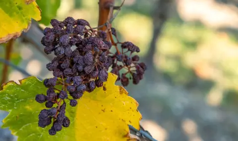 Най-старото вино е произвеждано от ферментирали стафиди - 1