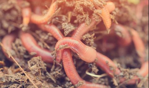 Земните червеи се чувстват добре на марсианска почва (ВИДЕО) - 1