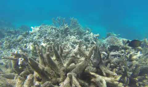 На какво се дължи "масовото избелване" на Големия бариерен риф в Австралия? - 1