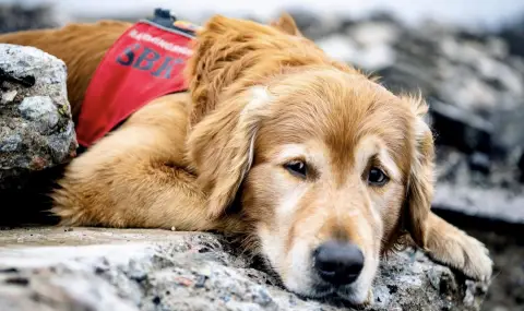 Почина кучето-герой, открило 18 души след земетресението в Турция - 1