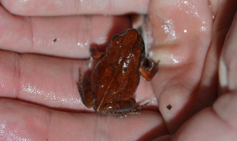 Откриха жаба, изчезнала от над половин век - 1