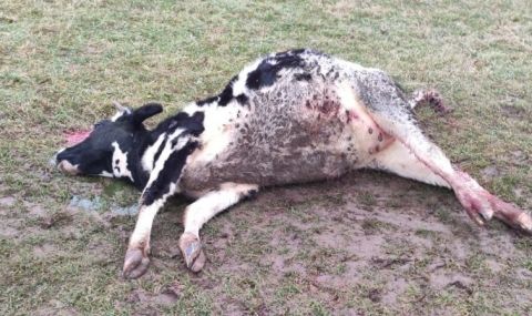 Пожарникар застреля бременна крава - 1