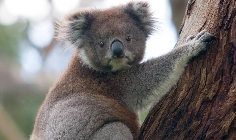 В Австралия арестуваха жена, криеща коала - 1