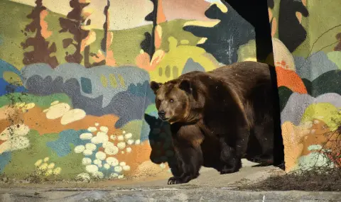 Софийският зоопарк затваря врати в началото на 2026 г. заради еврото - 1