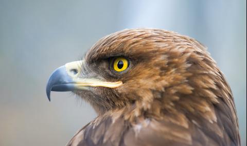 Откриха нови гнезда на малък креслив орел в Източна България - 1