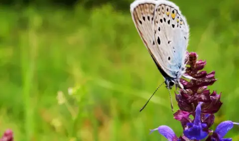 Всеки пети вид пеперуда в България е застрашен от изчезване