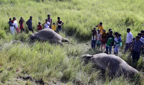 Влак уби осем слона в Индия, дерайлираха пет вагона - 1