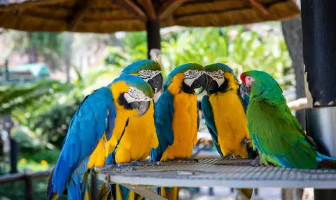 Папагал – практическо ръководство за избор, грижи и изгодно закупуване - 1